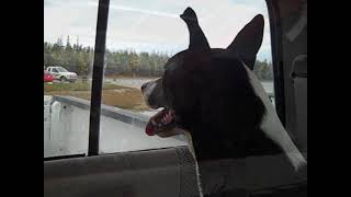 The Lemonheads - TAQN