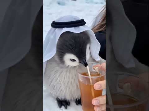 Cutest Arab Penguin You’ll Ever See 🐧❤️ When You’re a Penguin But Still Respect the Culture 🐧🙏