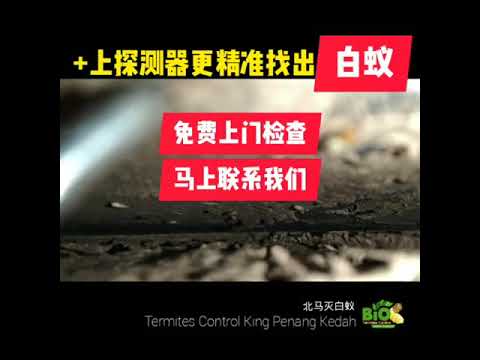 家里出现白蚁，一定是有一只很会生"蛋”的【白蚁皇后】