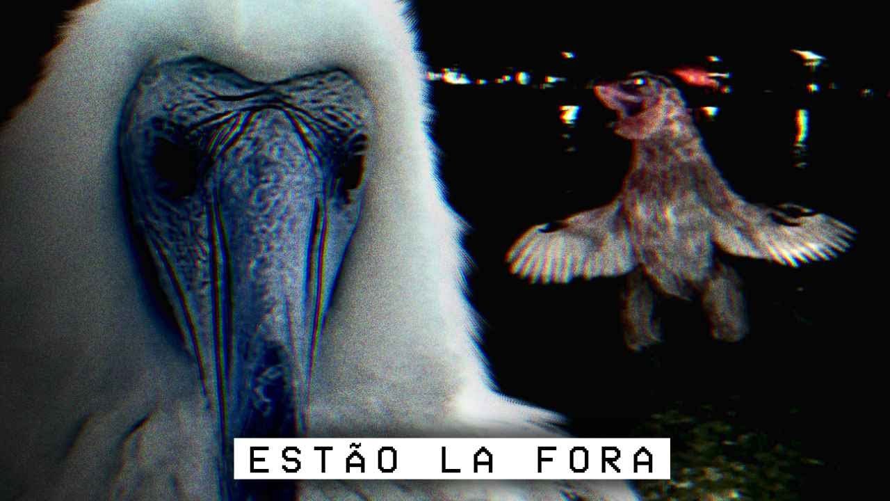 Tem Pássaros Estranhos no meu quintal...