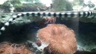 Aquarium des Lagons, Noumea, New Caledonia