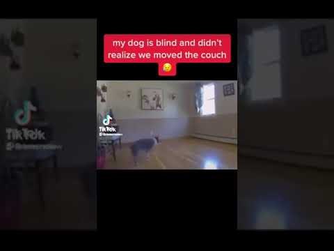 Blind Dog - Maus Polka - Misc Originals