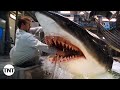 Every Shark Attack MASHUP Deep Blue Sea TNT