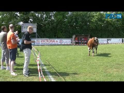 Koeschijten op het veld van Bruse Boys