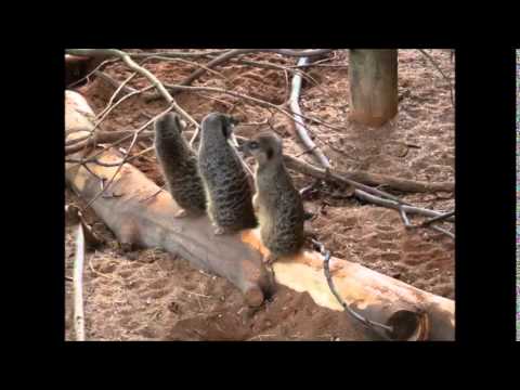 Bristol Zoo May 2014 with Gates of Delirium by Yes