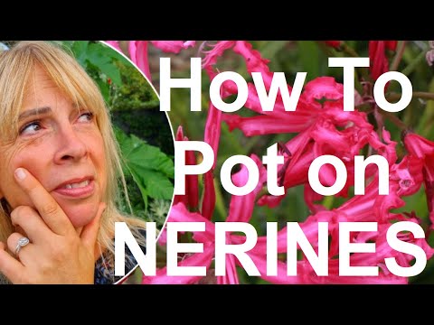 Tropical gardens UK  How to Pot and Plant Exotic Nerine (Guernsey Lily) Bulbs