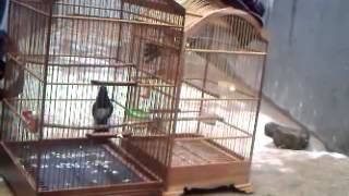 Download lagu burung kacer duet durasi pendek mp3 Download lagu burung kacer duet durasi pendek mp3