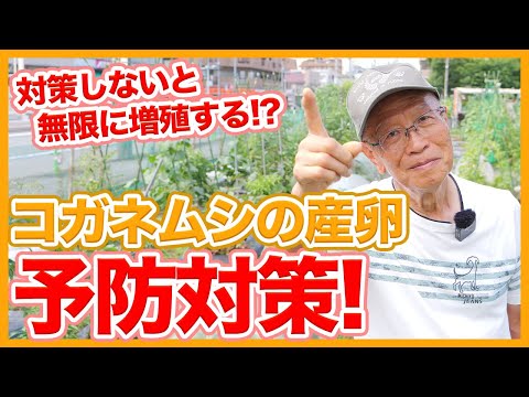 菜園のコガネムシの幼虫 一般的な幼虫 庭師 害虫を取り除く