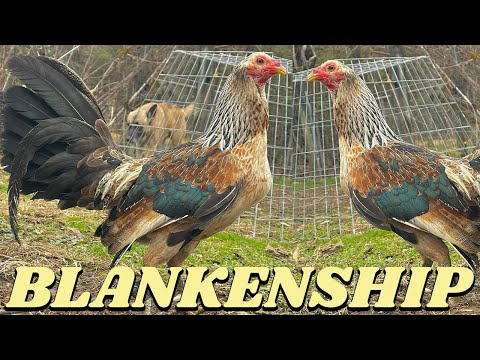 Beautiful Birds BLANKENSHIP FARM West Virginia