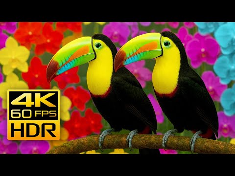 The Most Beautiful Nature Colors in 4K HDR 60fps | Relaxing Nature Sounds