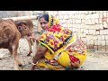 Best Cow Milking By Our Beautiful Village Woman Village Life Of Bangladesh Channel 96 Episode 100