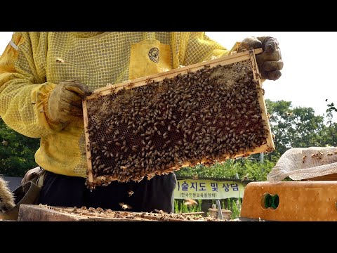 , title : 'Huge Number of Bees! Honey Mass Production Process by Korean Beekeeping Farm'