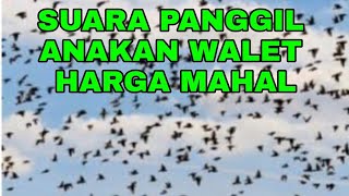 Download lagu SUARA PANGGIL ANAKAN WALET HARGA MAHAL mp3 Download lagu SUARA PANGGIL ANAKAN WALET HARGA MAHAL mp3