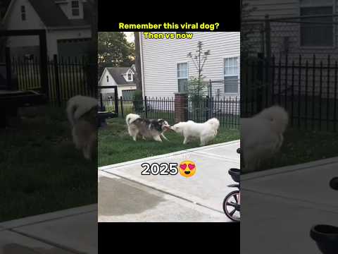 Then 💝 vs now 🕊️ Legendary memes #nostalgia #dog #legendarymemes