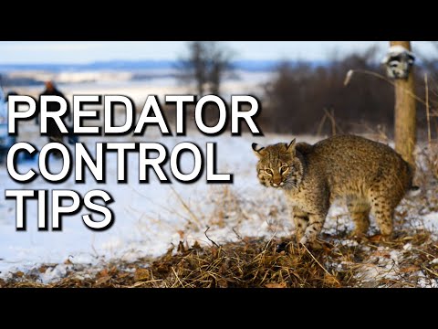 Predator Control Tips For Deer Hunters