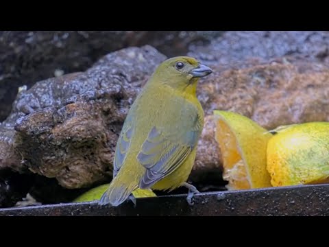 Thick-billed Euphonia Carves Out Bites From An Orange In Panama | Nov. 10, 2025