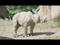 Winsome Southern White Rhino Calf Shows Off His Wallowing Skills San Diego Zoo Safari Park