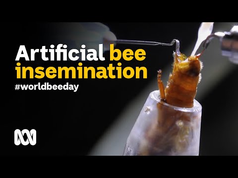 Could artificial insemination save our bees from varroa mite? 🐝💉 #WorldBeeDay | ABC Australia