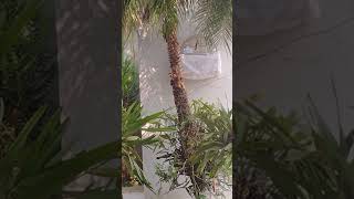 Pardinho 120775