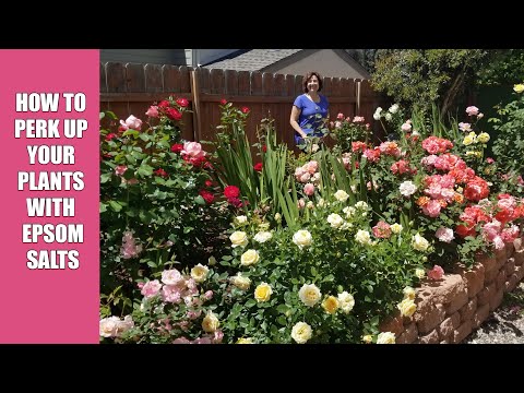 How to perk up your plants with Epsom Salts