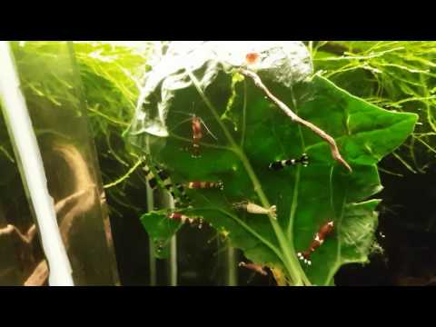 My Taiwan and Hybrid Shrimps Feeding with Spinach
