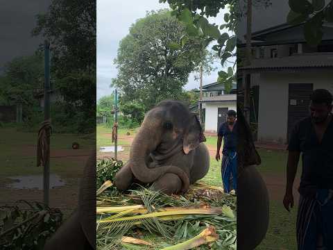 ඔයත් මෙතනින් ඔහොම්ම වාඩි වෙන්නකො අයියේ 😁❤️