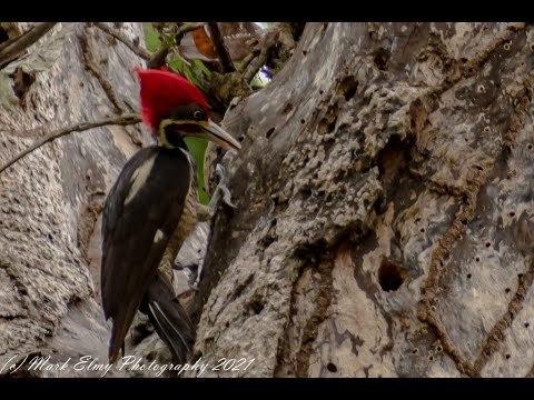 New Video - The Trecena of No'j (21st March - 2nd April 2022)