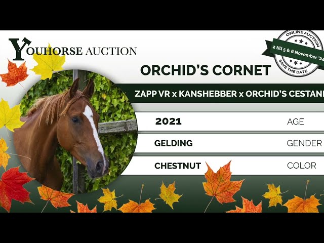 Orchid's Cornet Today Jumping