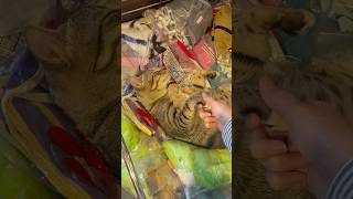 商品棚の上で熟睡するジャカルタの野良猫　#cat #kucing #jakarta #猫 #野良猫 #zzz #indonesia