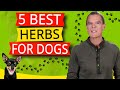 5 Best Nutritional Herbs For Dogs And One Powerhouse Has Them All