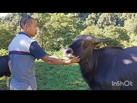 Gajal (mithun) (Bos frontalis) — chov, ustajnenie a úžitkovosť