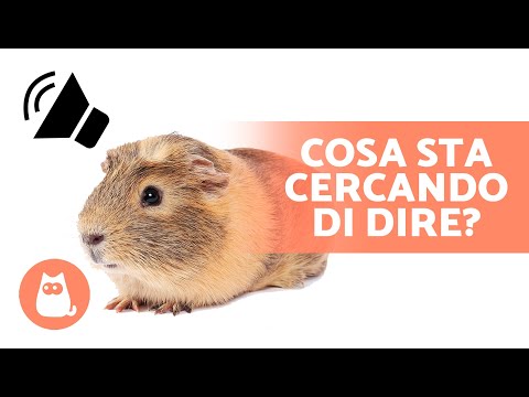 SUONI di cavie e il loro SIGNIFICATO 🐹 Cosa sta cercando di dirti il tuo PORCELLINO D'INDIA?