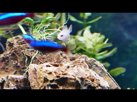 7 x Sturisoma aureum sind ins Juwel Vision 450 eingezogen