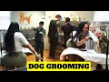 DOG GROOMING DAY 1 SAZONDEPUERTORICO