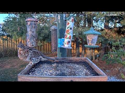Ontario FeederWatch Cam Returns For 2020–21 Season With Ruffed Grouse Visit