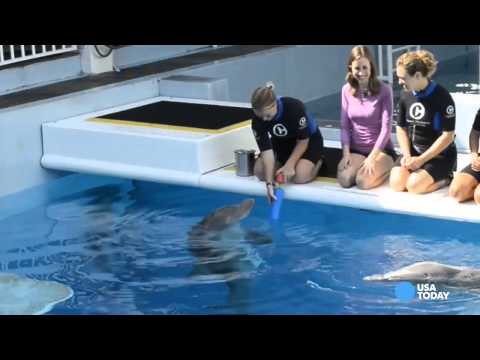 Swim with the stars of 'Dolphin Tale 2'