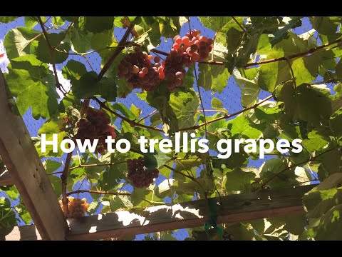 , title : 'How to trellis grapes: build a trellis, prune a vine