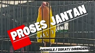 Download lagu CARA MUDAH PROSES LOVEBIRD JANTAN ‼️ BUKTIKAN mp3