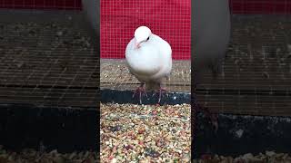 White Ringneck Dove Cooing #dove #doves #bird #birds #birdcall #nature #naturesounds #shorts