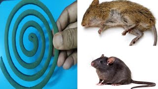 🔴🔴 How To Kill Rats in your house Within 30 minutes | 100% effective solution for mouse