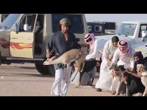 Arabic dogs race