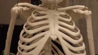 Rebuilding an icon: The reconstruction of &quot;Lucy&quot;