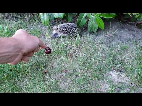 Hedgehog rolls into a ball