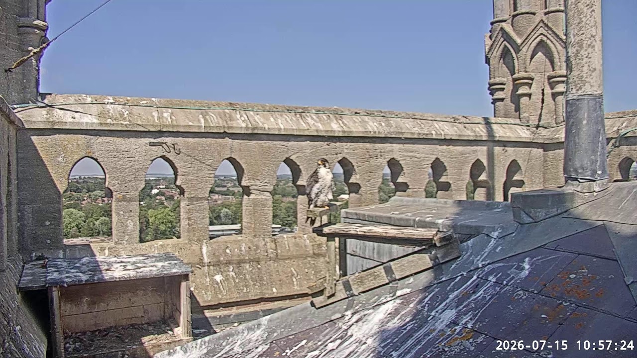Live webcam view of St Mary's Church Peregrine Falcons