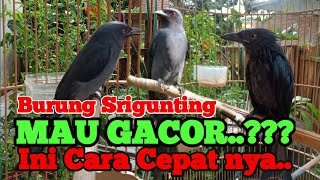 Download lagu Cara Perawatan Burung Srigunting Cepat Gacor mp3 Download lagu Cara Perawatan Burung Srigunting Cepat Gacor mp3
