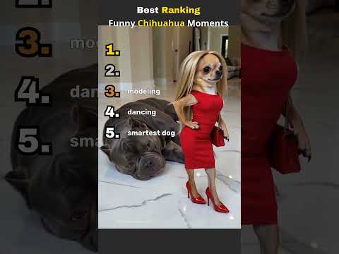 Ranking Funny Chihuahua Moments  #dogshorts #shortvideo