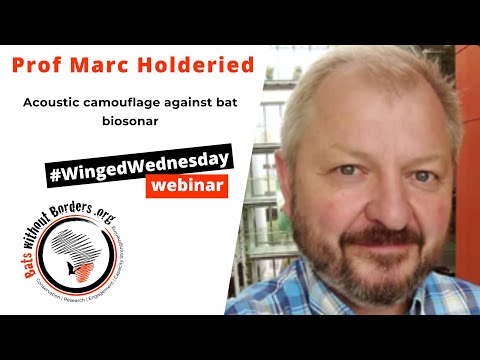 30 - #WingedWednesday webinar with Prof Marc Holderied