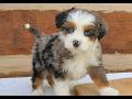 Mini Bernedoodle dogs for sale: Max  - Video 1