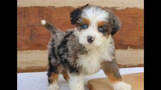 Video preview image #1 Bernedoodle (Miniature) Puppy For Sale in NARVON, PA, USA
