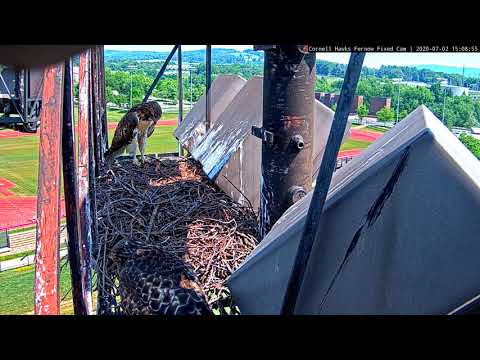 J3 Gets Prey Drop At Cornell Hawks Nest – July 2, 2020